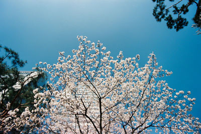 Low angle view of cherry blossom tree against blue sky