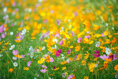 Cosmos flower garden in bule sky background