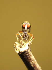 Close-up of insect, big eye, dragon fly