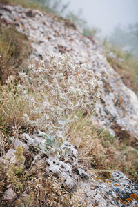 Close-up of plants growing on field