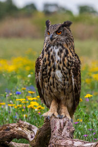 Close-up of bird