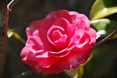 Close-up of pink rose