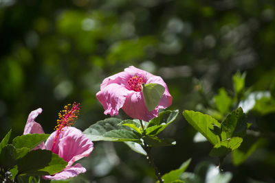 Close-up of pink flower