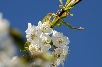 Low angle view of white flowering plant against sky