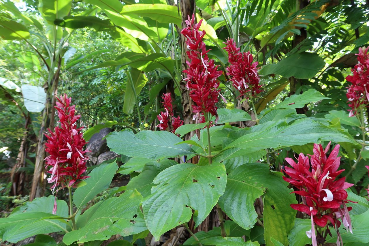 CLOSE-UP OF RED FLOWERING PLANTS WITH PINK FLOWERS