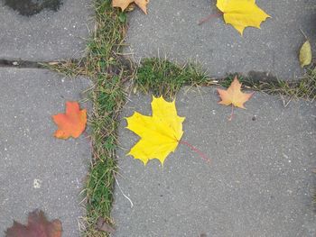 High angle view of maple leaves fallen on street