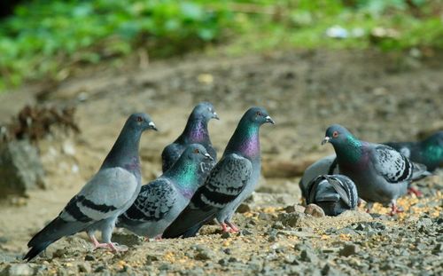 Pigeons in a field