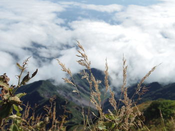 Close-up of plants on field against sky