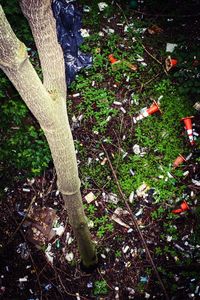 High angle view of lizard on flowering tree