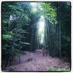 Trees in forest