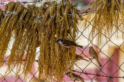 Close-up of bird perching on plant