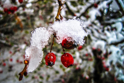 Close-up of frozen berries on tree