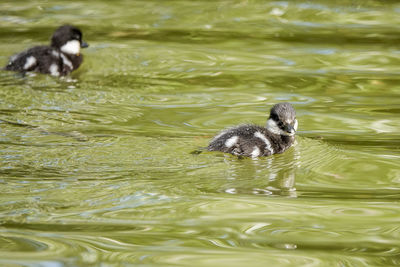 Duck swimming in lake