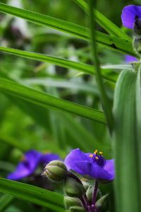 Close-up of purple flowering plant