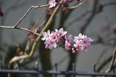 Close-up of pink cherry blossom