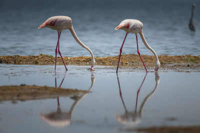 Flamingos in lake