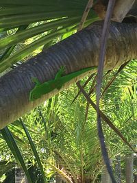 Close-up of a tree