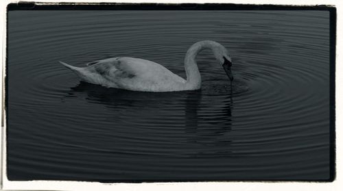 Duck swimming in lake