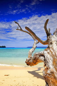 Driftwood on beach against blue sky