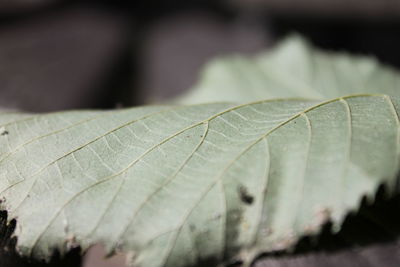 Close-up of water drops on leaf