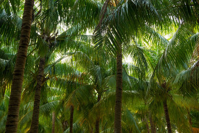 Low angle view of palm trees in forest