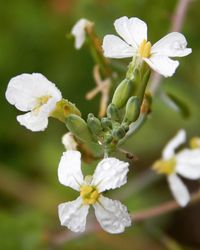 Close-up of white flowers