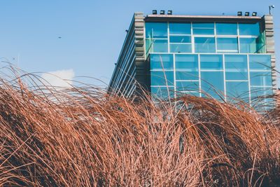 Low angle view of plants growing on field against sky