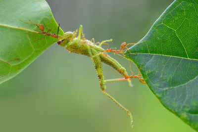 Close-up of insect on leaf