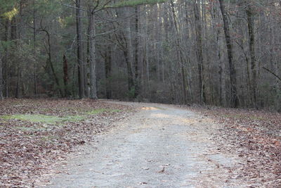 Road passing through forest