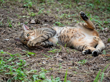 Cats relaxing on land