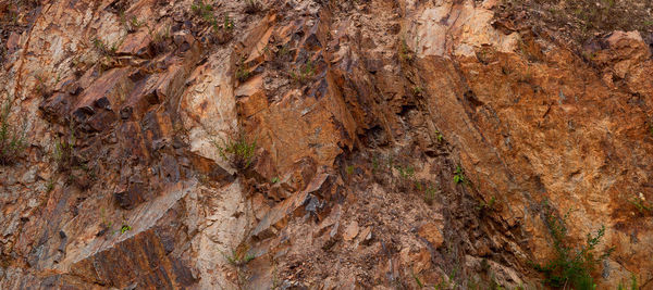 Full frame shot of tree trunk