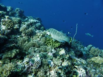 Turtle swimming in sea