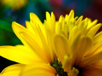 Close-up of yellow flower