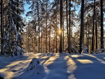 Snow covered land and trees in forest