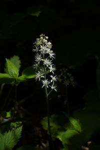 Close-up of flowers