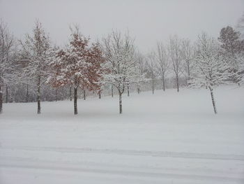 Bare trees on snow covered field