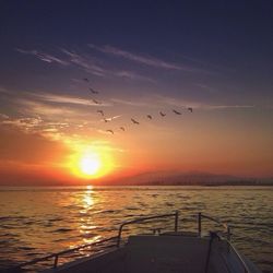 Bird flying over sea at sunset