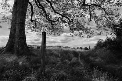 Trees on field against sky