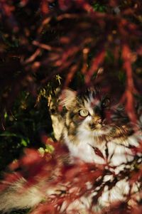 Portrait of cat on tree