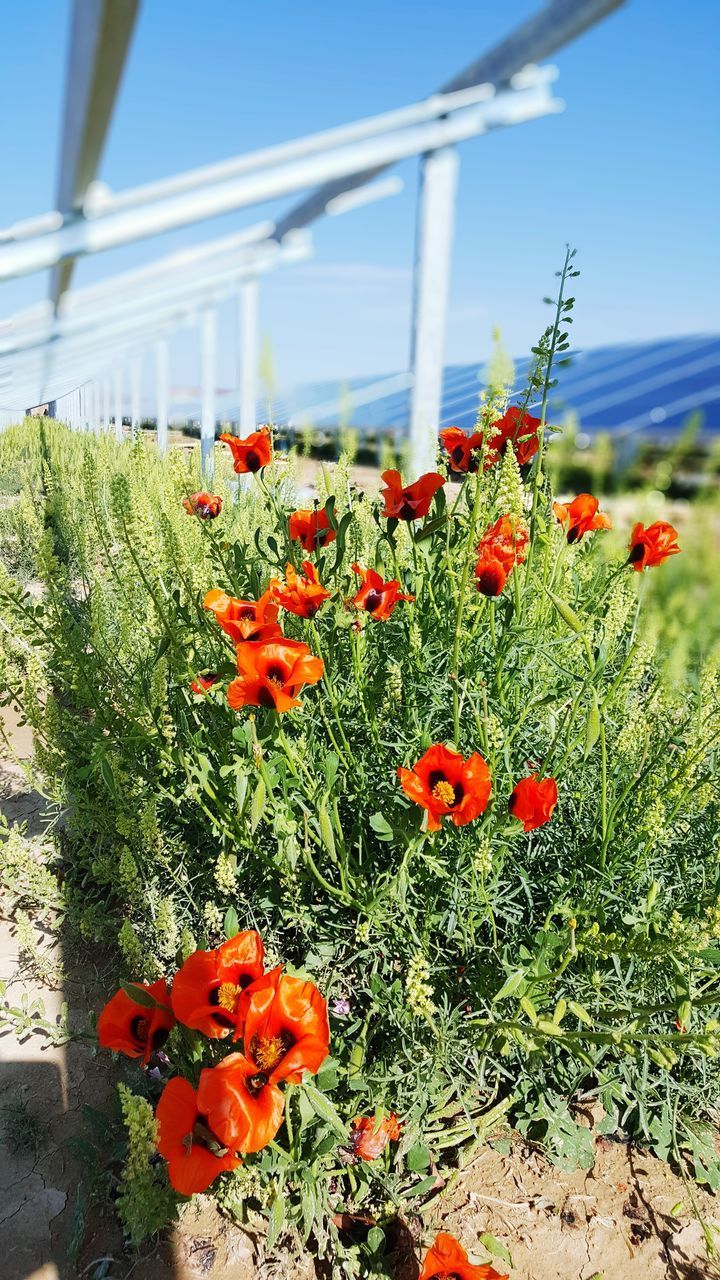 CLOSE-UP OF RED POPPY FLOWERS GROWING ON PLANT