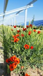 Close-up of poppy flowers against plants