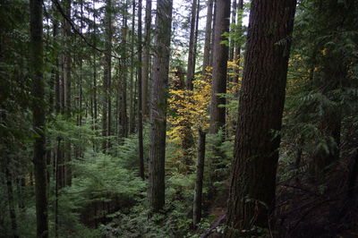 Pine trees in forest