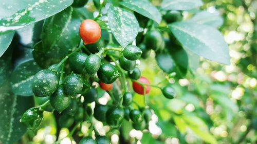 Close-up of unripe rowanberries growing on tree