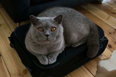 High angle portrait of cat on luggage over hardwood floor at home