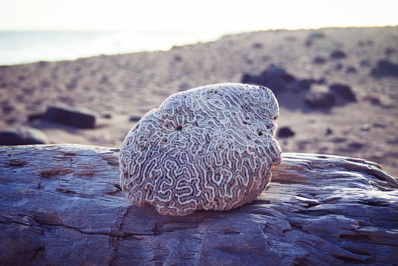 CLOSE-UP OF ROCK ON LAND