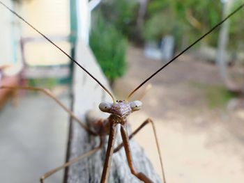 Close-up of mantis on railing