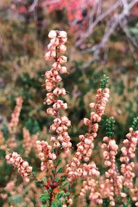 Close-up of pink flowers on tree