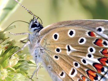 Close-up of butterfly perching on leaf