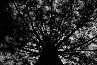 Low angle view of silhouette tree against sky