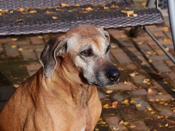 Close-up portrait of a dog